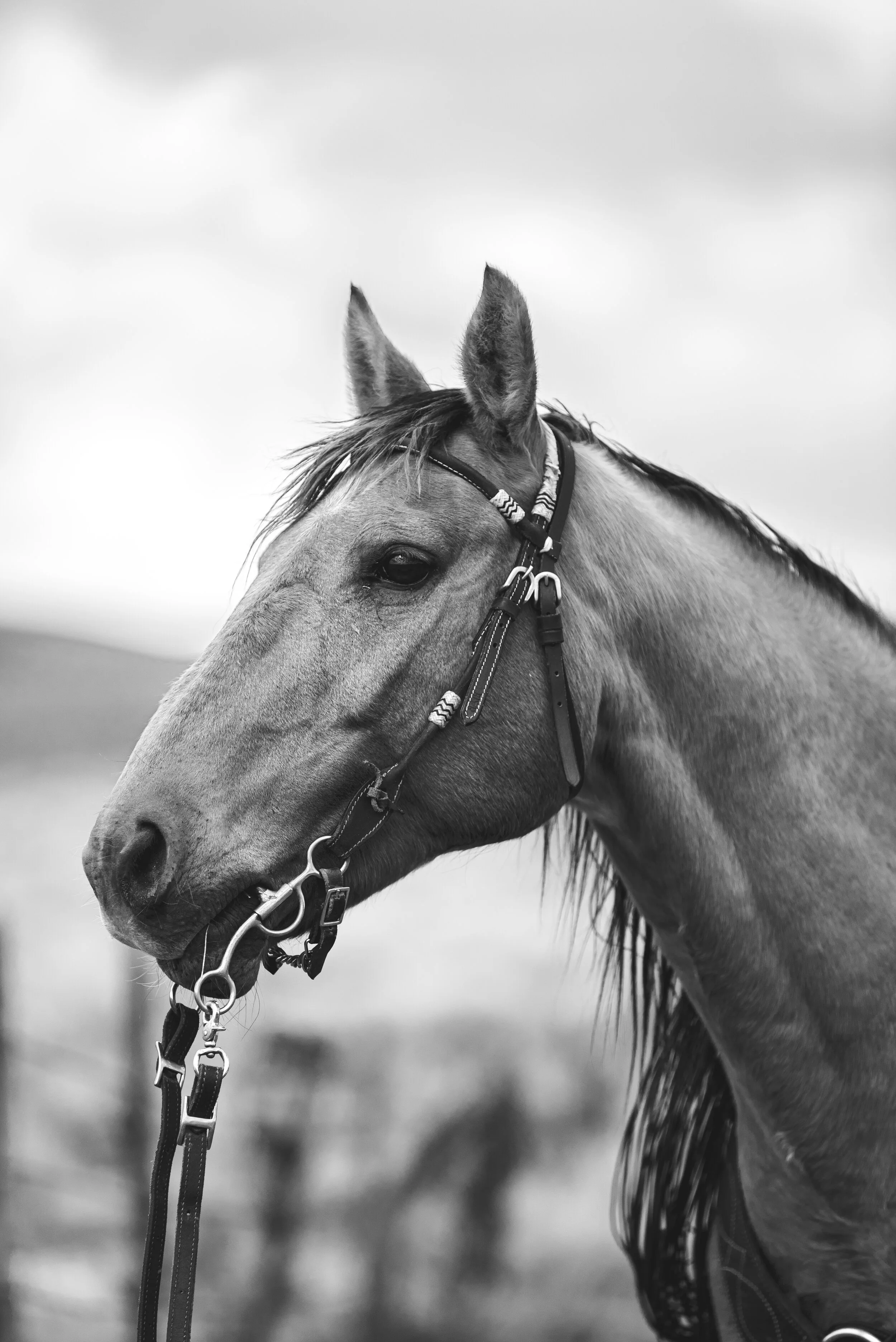 Cisco BW - 2020 MetalPrint