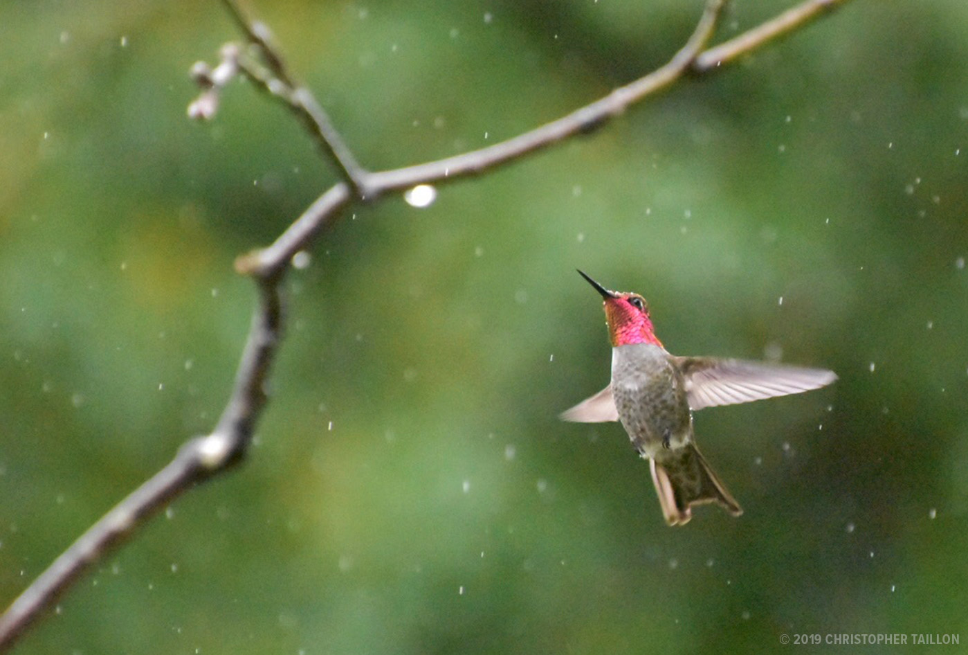 Hummingbird Caught in the Rain