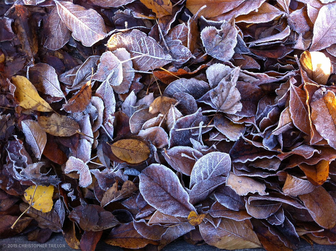 Jumble of Frosty Leaves