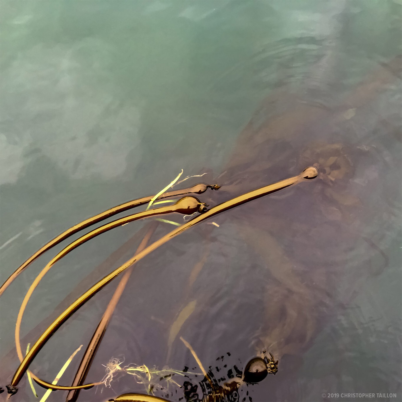 Swaying Kelp