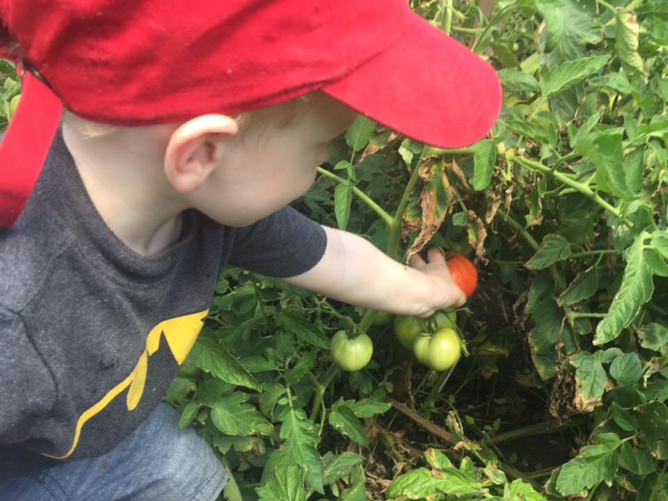 bobby picks a tomato.jpg