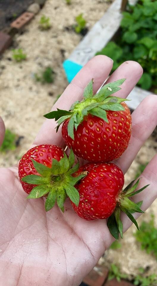 jenn strawberries.jpg