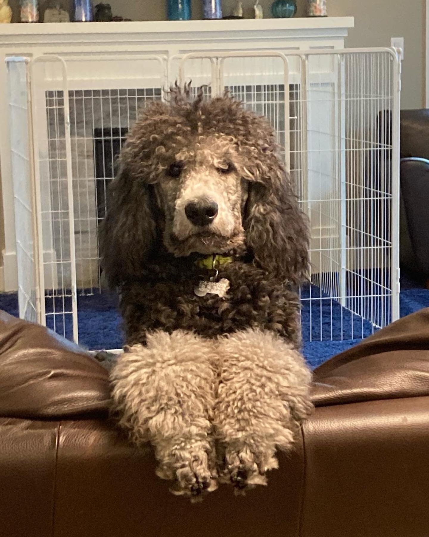 Viktor listening in on the training plan! #dogtrainingseattle #privatelessons #behaviormod #mannersmatter www.kinshipdogs.com/private-lessons