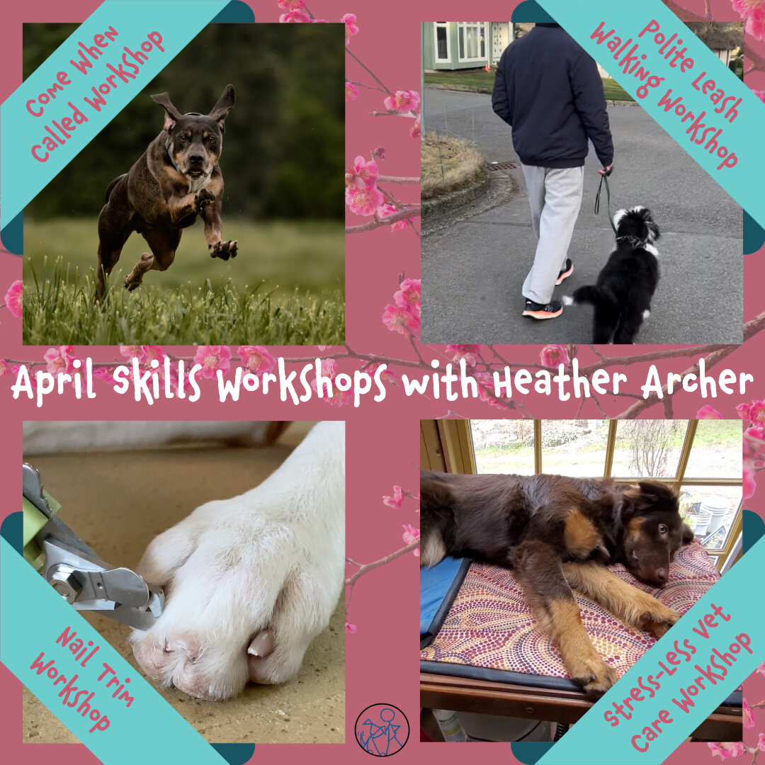 www.kinshipdogs.com

Looking to sharpen your dog's skills this spring? Try one (or all!) of our many 1-hour April workshop offerings for coaching on special topics. Instructor Heather will break down specific skills that will help make your dog a mor