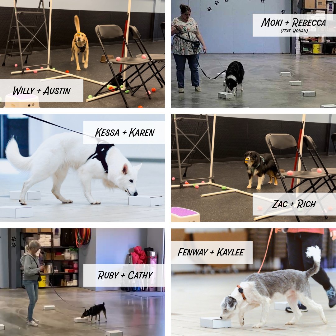 www.kinshipdogs.com

Congratulations to our K9 Nosework students on many successful runs at the ORT (Odor Recognition Test) in Lacey, WA! We are extremely proud of how far all of these teams have come since they started with us in Nosework and we are