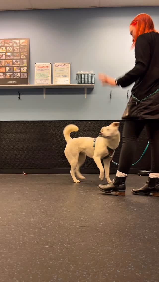 This skill sure came in handy on our walk ๐
๐ Manners 1 & 2 classes starting for the month of July! Brush up on your skills or join our Manners Field Trips with @carry_on_training to test your skills in the outdoors! ๐ฒโ๏ธ #positivedogtraining