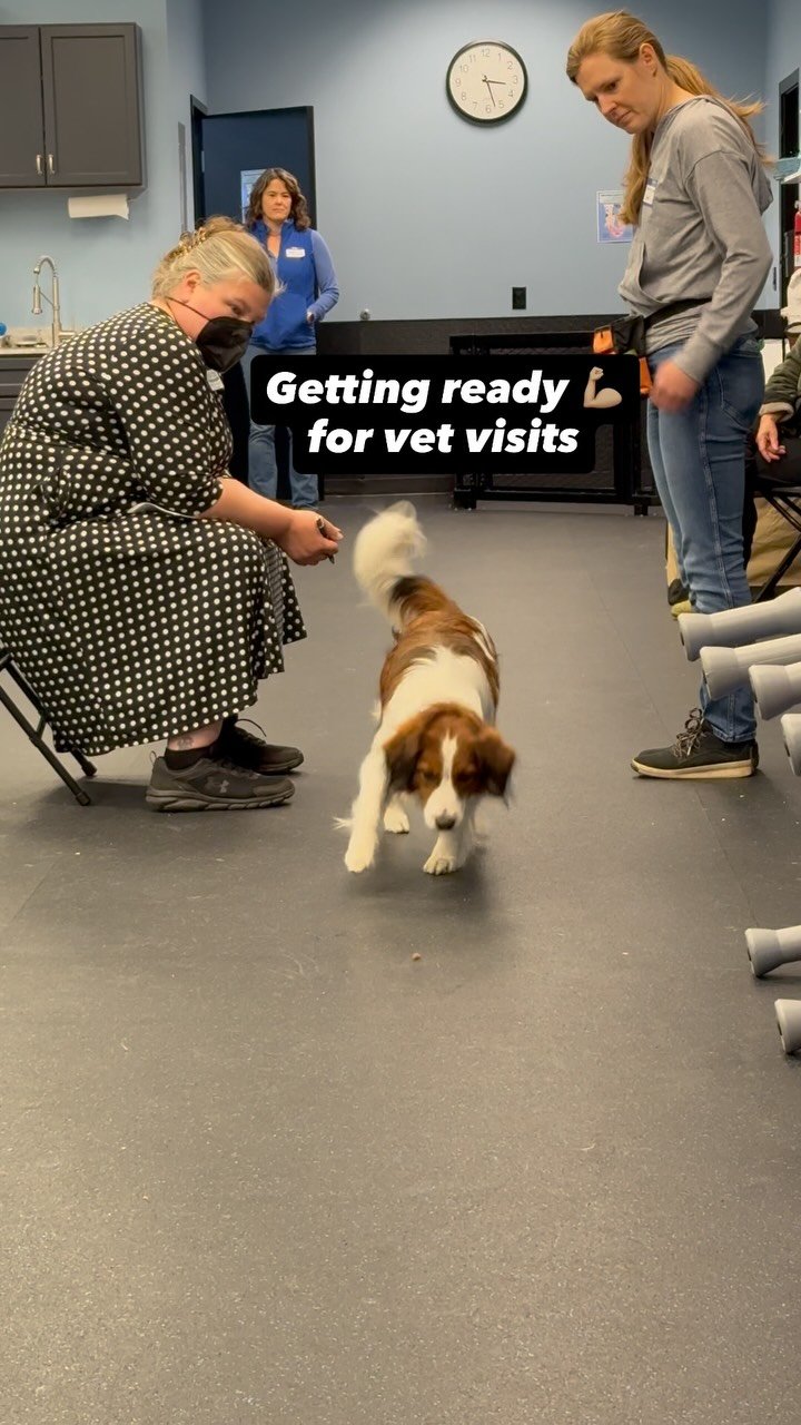 That’s a wrap on our ”Really Ready” cooperative care seminar with Monique Feyrecilde — and wow, what an amazing turnout! ๐๐ถ๐ช
All of our working teams did incredible getting prepped for stress-free vet visits. Big thanks to