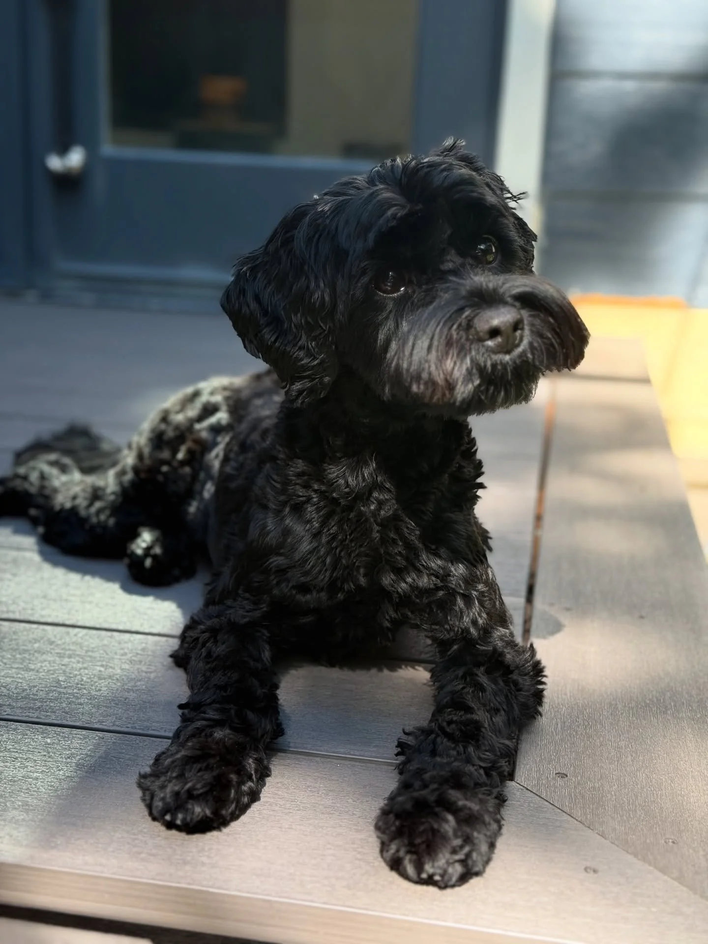 ✨ Student Spotlight: Angelina, Michael, and Julep the Australian Labradoodle ✨ 

Meet Julep! She and her family have been attending Kinship classes since December 2023, when Julep was just a wee nugget. &hearts;️ We love seeing this sweet and sensiti