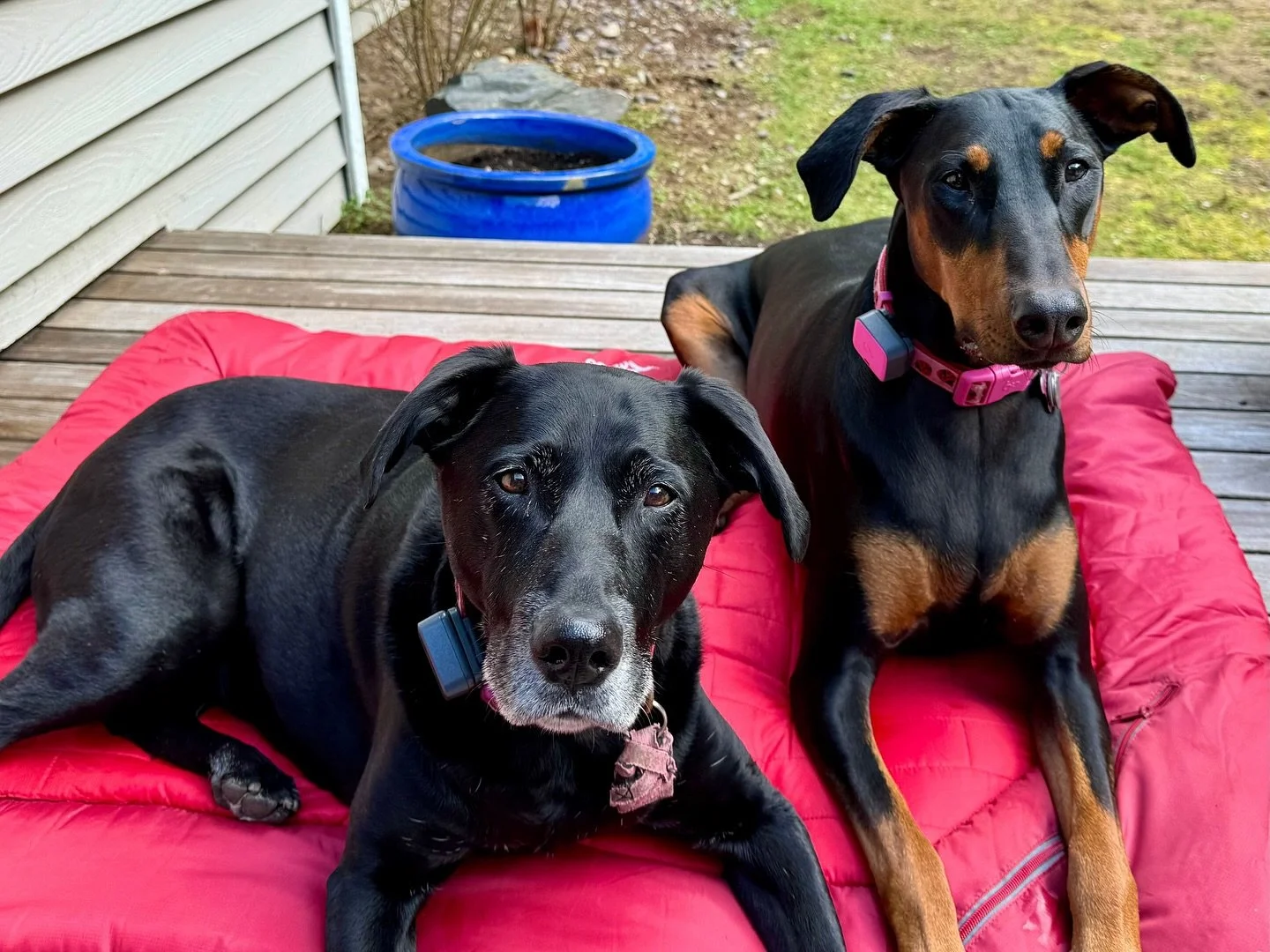 ✨Student Spotlight: Brian, Veronica, Stella, and Dixie!✨

Kinship students since early 2023, they are familiar faces in just about any class subject! We are so honored to call them pupils and pals. 

Brian and Veronica shared this lovely message abou