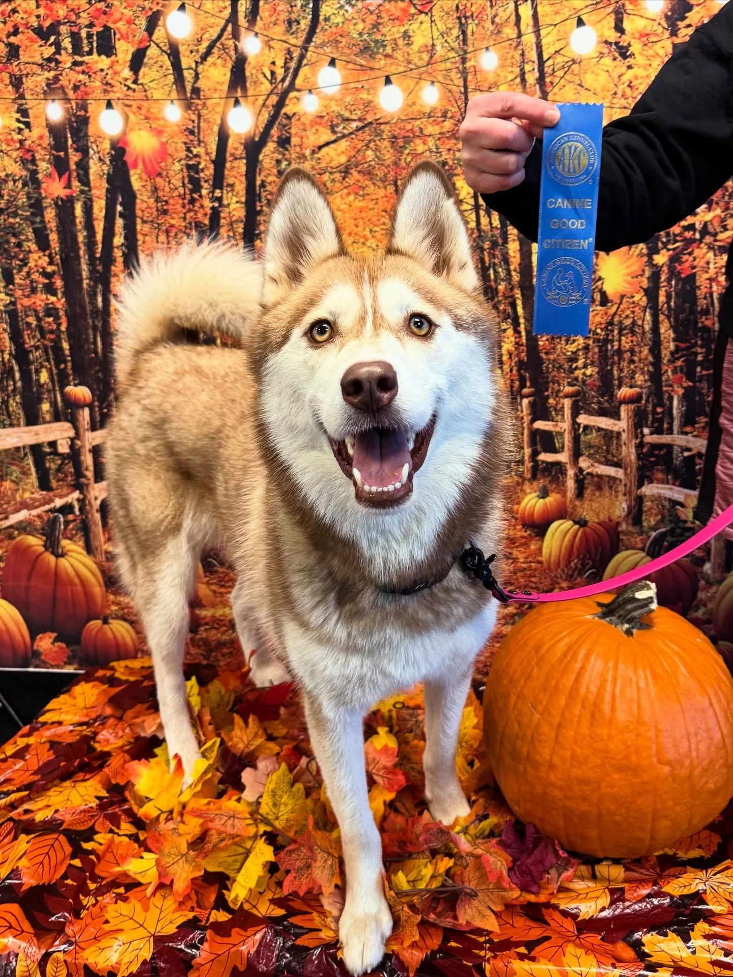 Congratulations to newly minted Canine Good Citizen, Ubu the husky! @adventures.with.ubu 

#CanineGoodCitizen #TherapyDog #DogTraining #PositiveDogTrainer #DogsOfSeattle #NorthBendWA #IssaquahWA #Husky #WashingtonHuskies