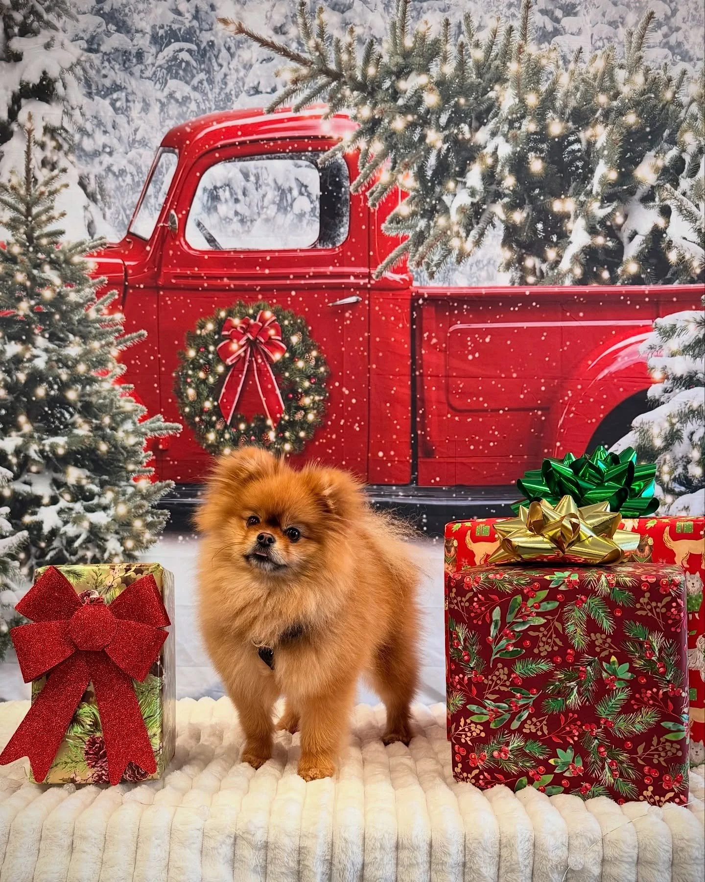 The holiday photo booth is back! Do you prefer with or without lights?

#ChristmasPuppy #DogsOfSeattle #ChristmasPhotoBooth