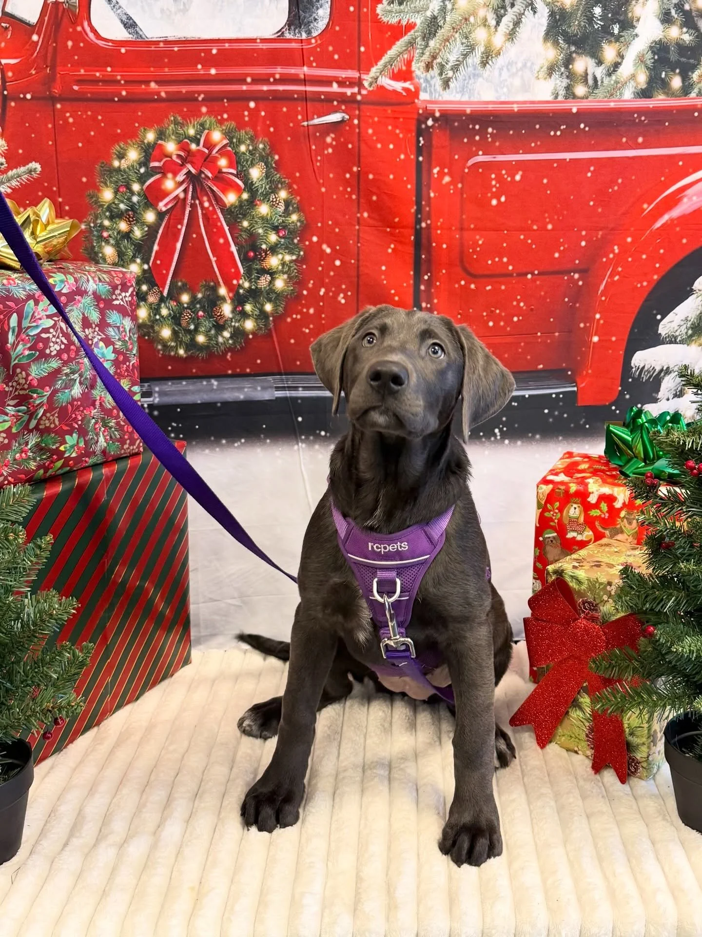 Congratulations to our Sunday puppy class graduates! Couldn&rsquo;t choose between their holiday photos! 

#Puppies #PuppyTraining #DogsofSeattle