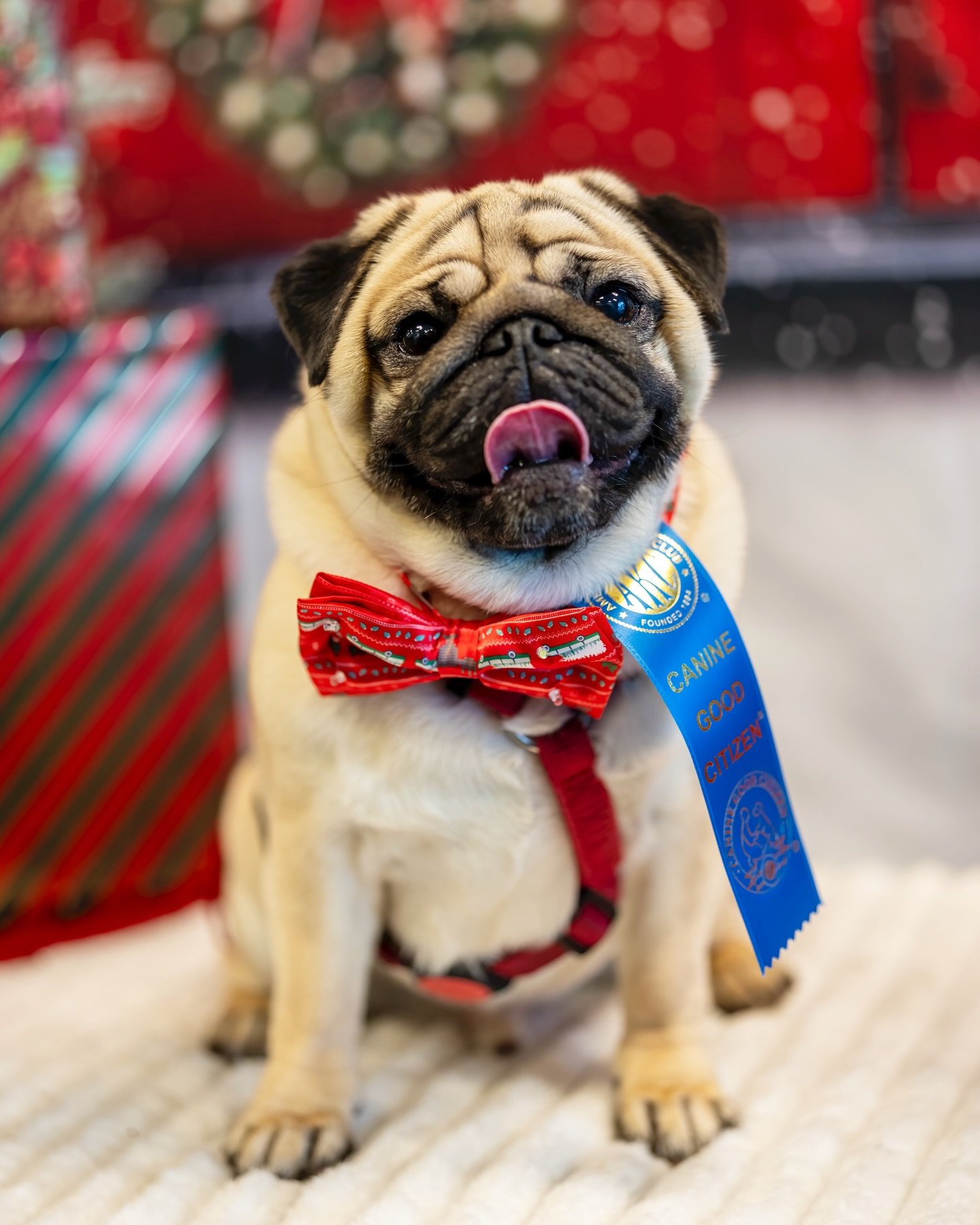 They passed! Congratulations to Banksy the pug, Enzo the mini schnauzer, and Misty the GSD, who are now officially Canine Good Citizens!

Thank you @amanda_k9birdnerd for sharing some bonus photos from during the test!

And thank you @carry_on_traini