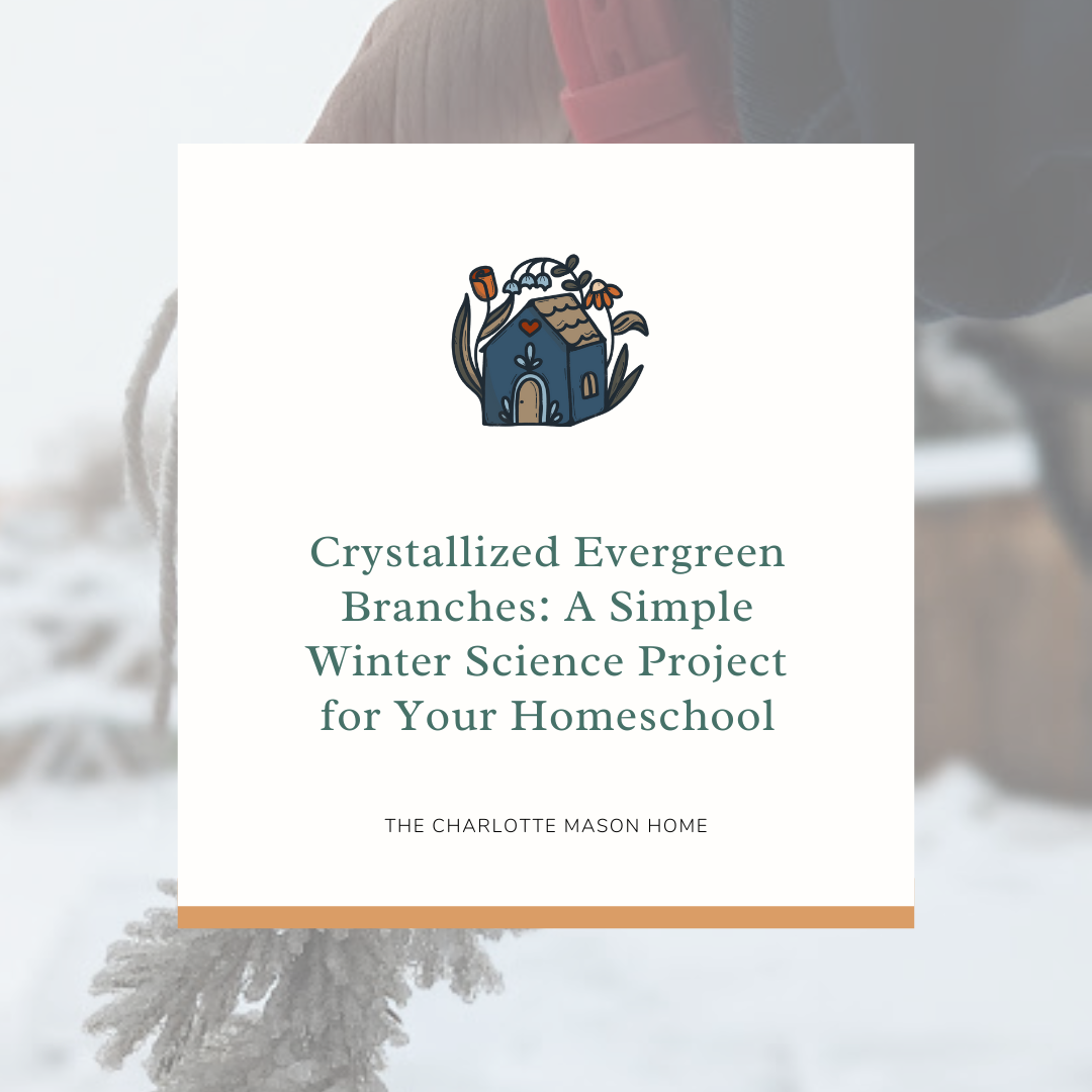 Crystallized Evergreen Branches: A Simple Winter Science Project for Your Homeschool 