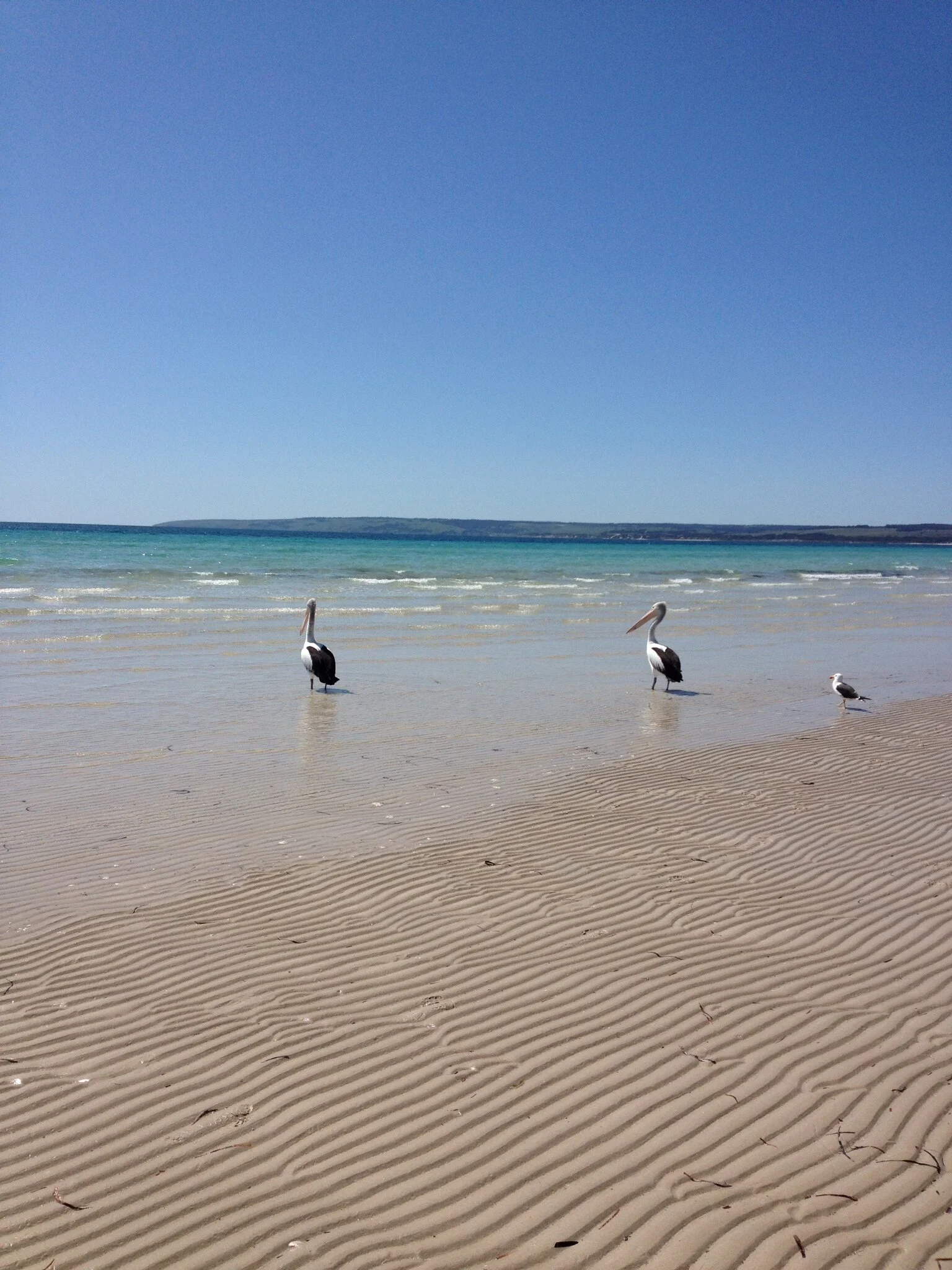 pelicans lisel.JPG