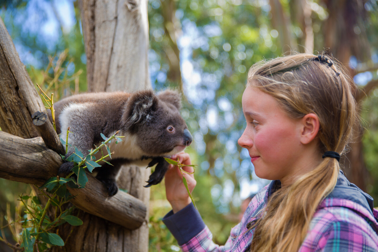 koala and girl.jpg
