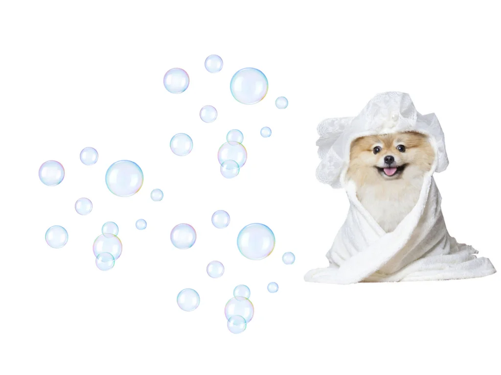 pomeranian_bath.001.jpeg