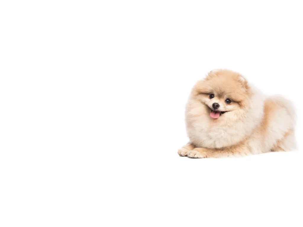 pomeranian_right.001.jpeg