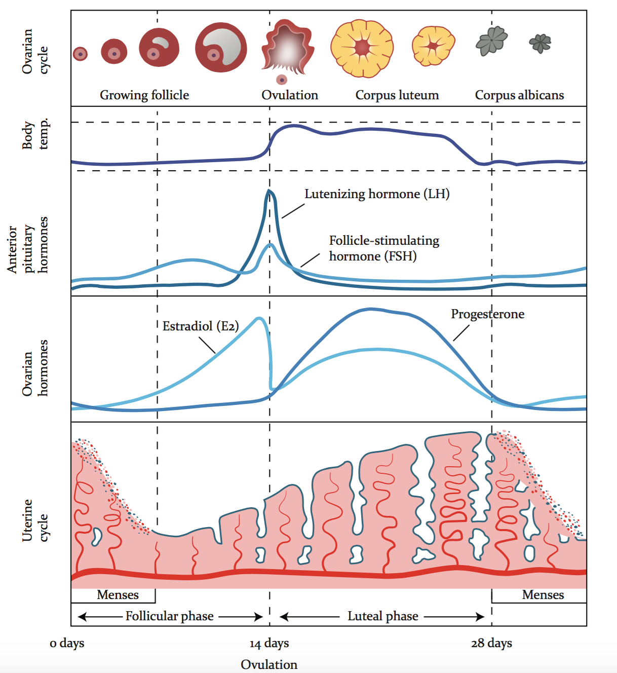 Tracking Your Basal Body Temperature