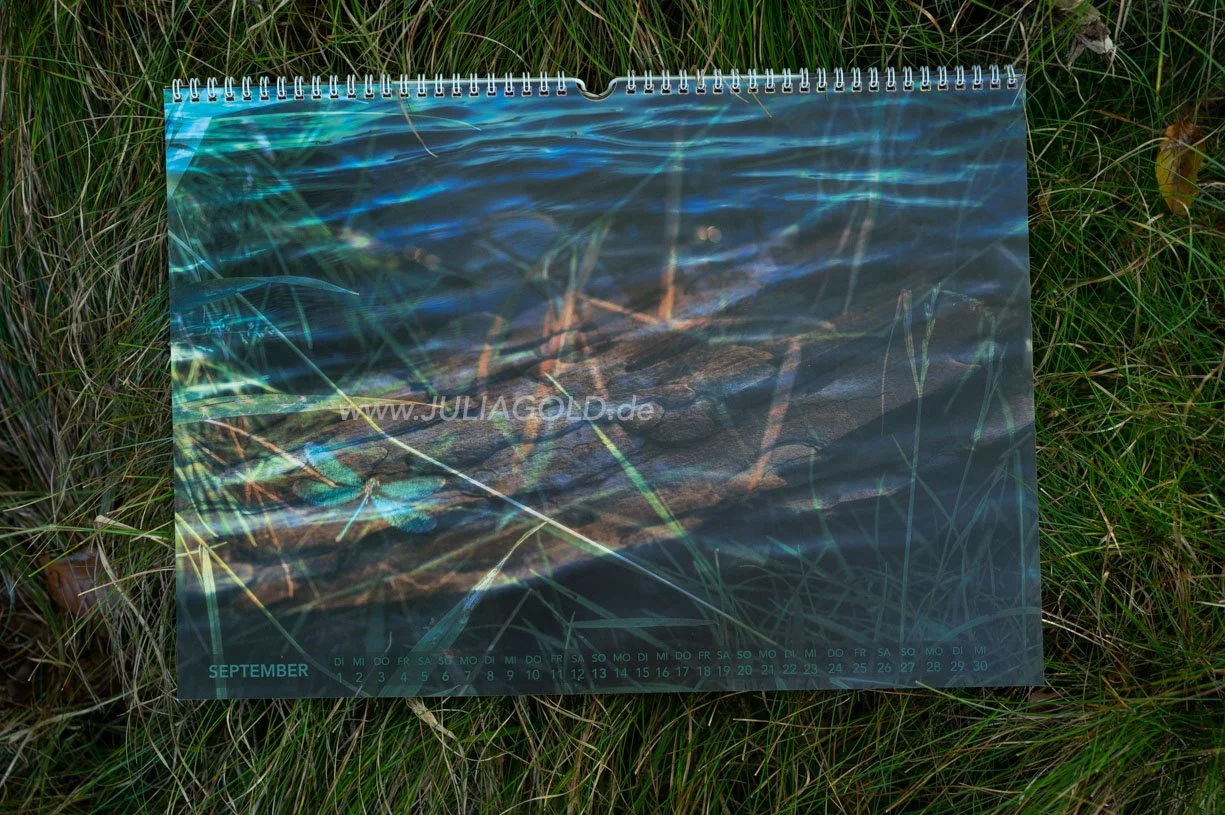 Fotokalender 2026 dragonfly libelle Blaues Land Staffelsee Julia Gold-6680.jpg