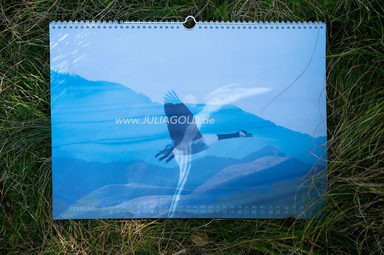 Fotokalender 2026 gans goose sky Blaues Land Staffelsee Julia Gold-6692.jpg