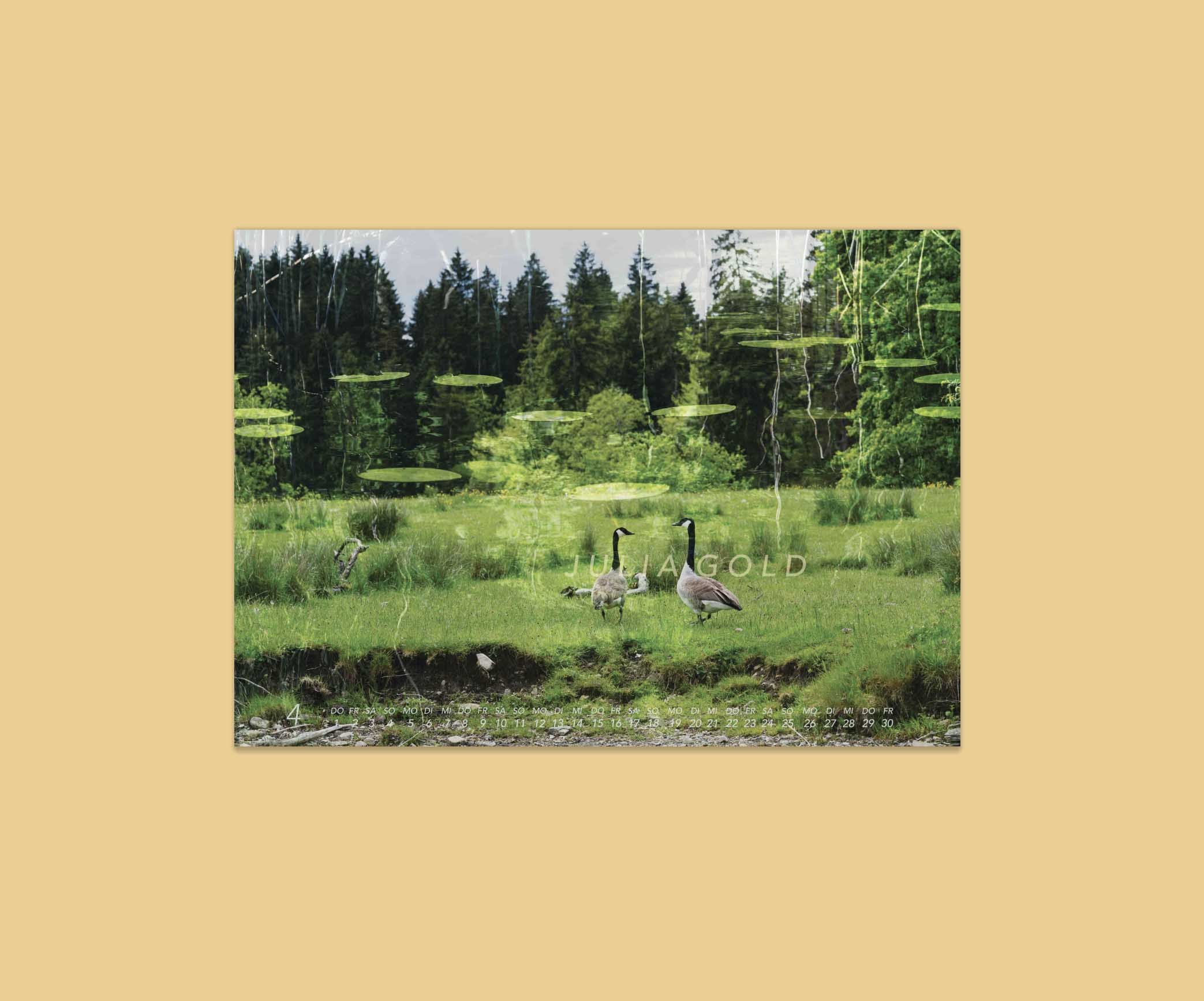Blaues Land FotoKalender- Natur Tiere Wald 2027-Gans.jpg