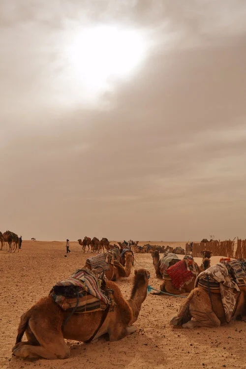 Sahara Sunset (Copy)