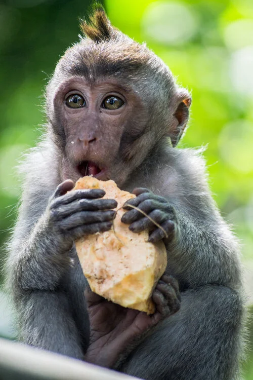 A monkey holding and eating a piece of food with a background of green foliage.