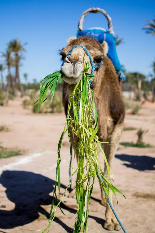Morocco Local (Copy)