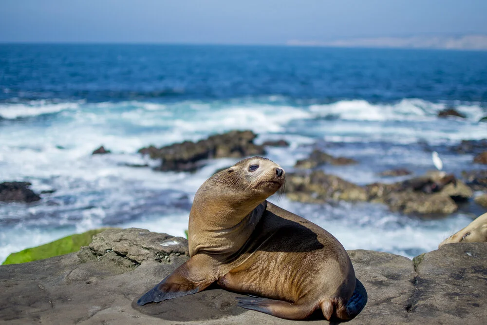 La Jolla Resident  (Copy)
