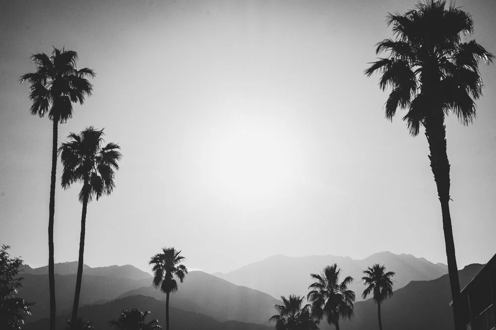 Palm Highway  (Copy)