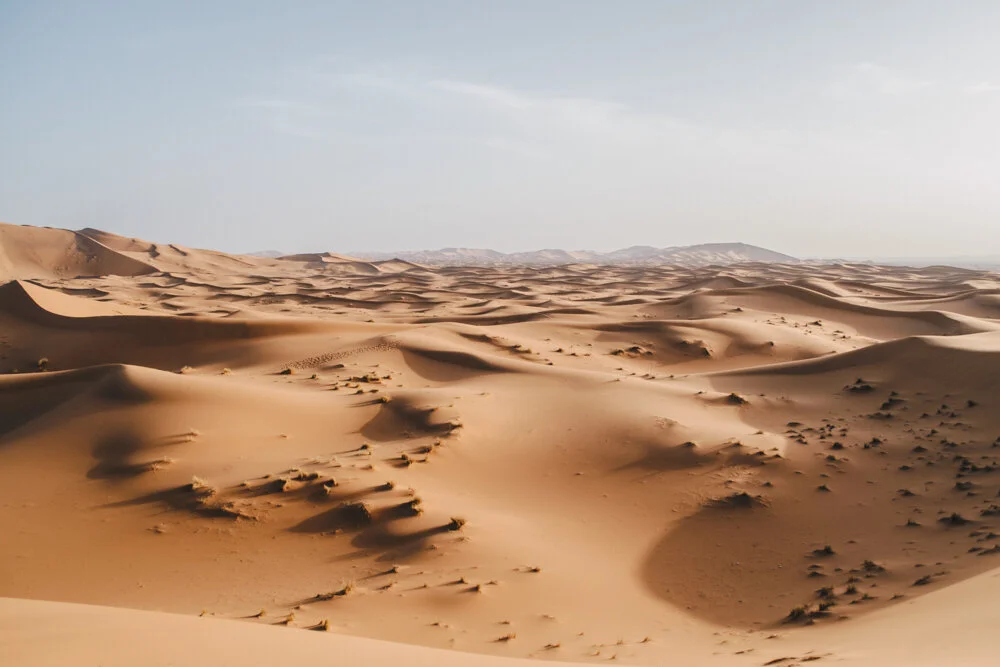 Desert morning (Copy)