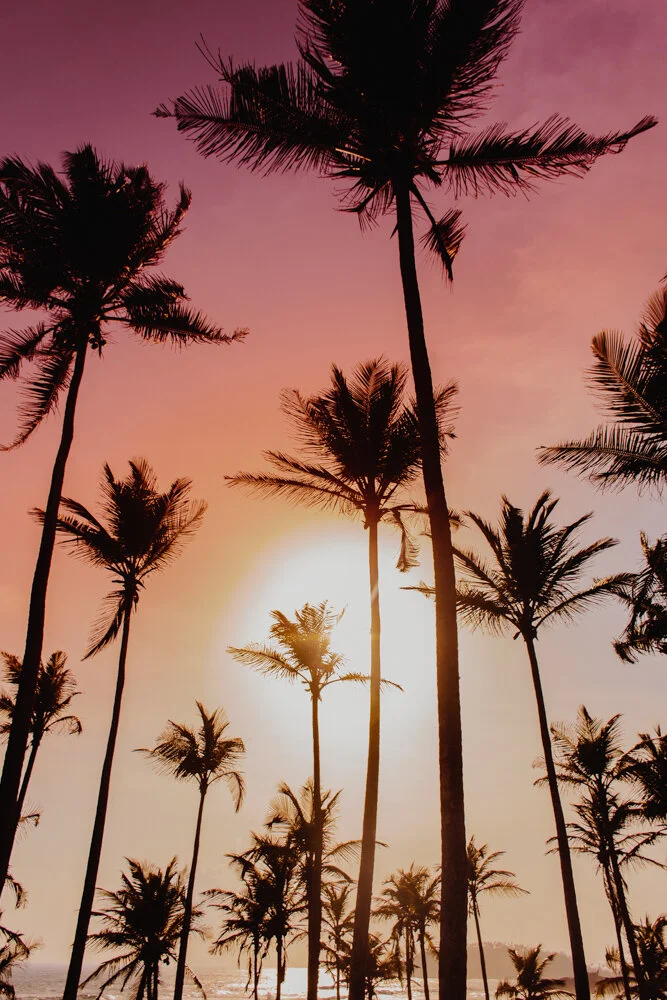 Sunset Through the Palms (Copy)