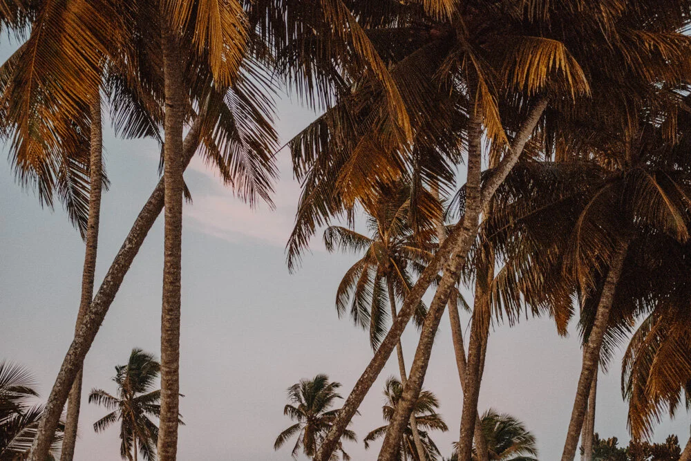 Palm Trees in Mirissa (Copy)