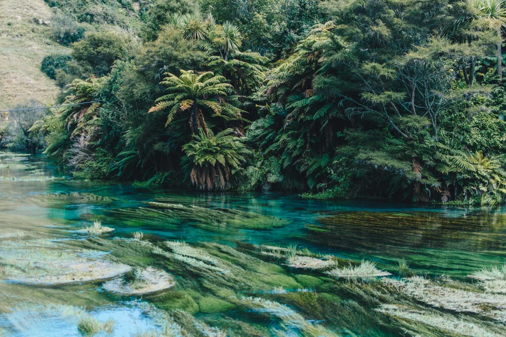 Blue Springs Putaruru (Copy)