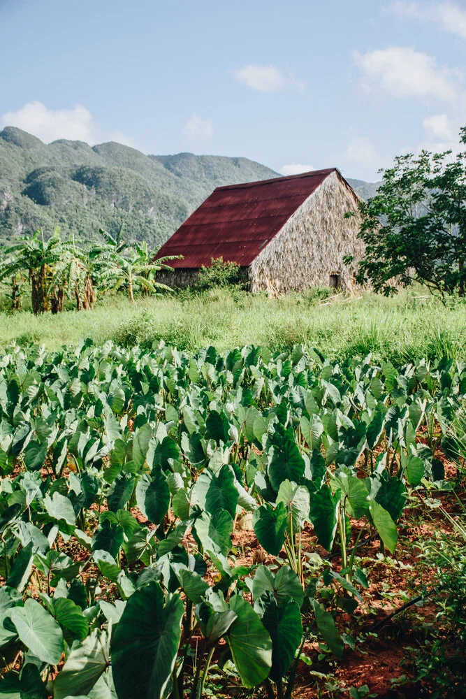 Farm in Vinales (Copy)