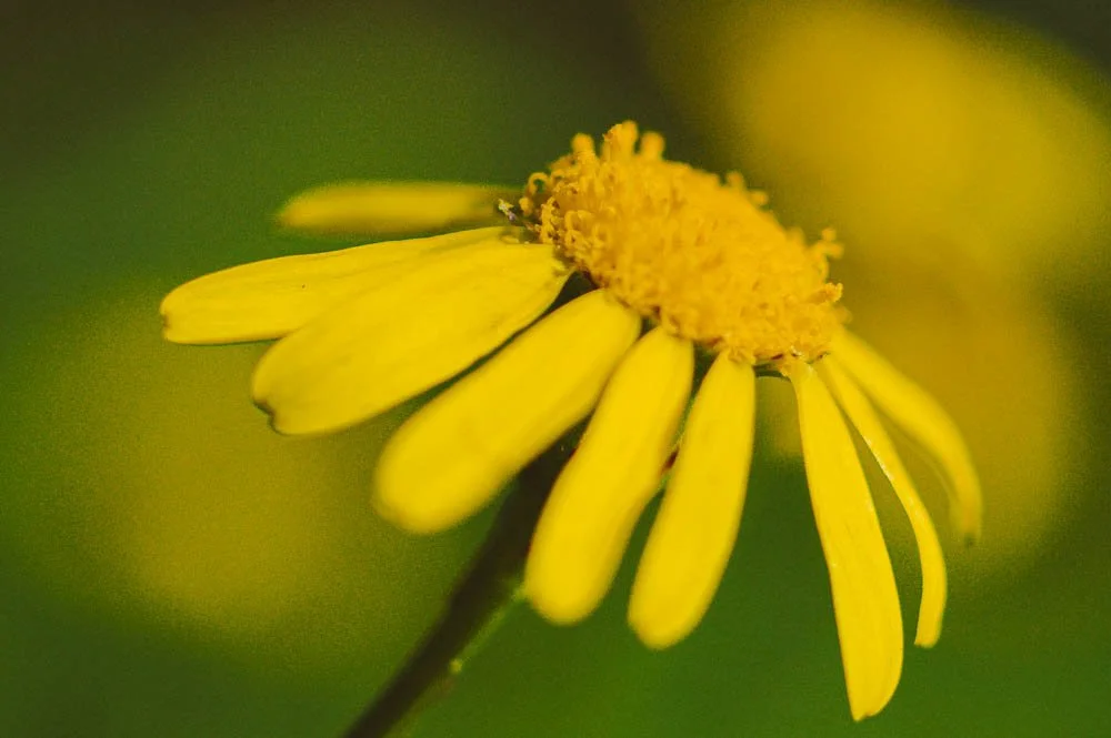 Mental health and chronic illness how to heal from endometriosis.