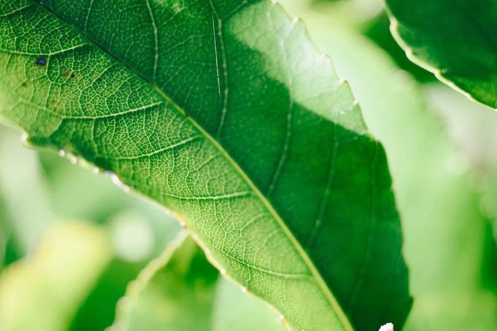 How to accept and heal with chronic illness and endometriosis  New Zealand