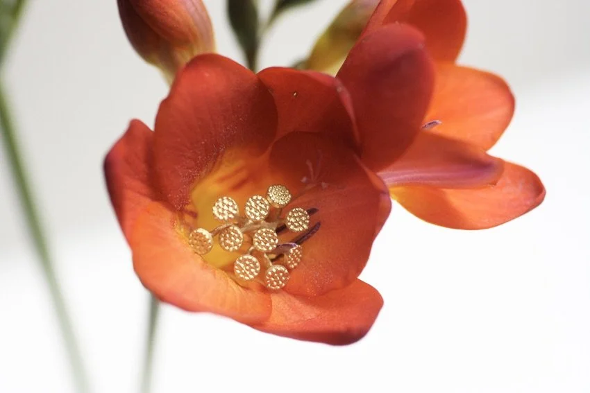 Ohrschmuck Holunderblüte, 750 Gold.jpeg
