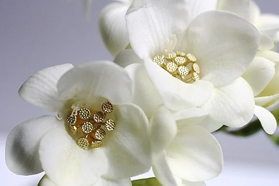 Ohrschmuck Holunderblüte 2, 750 Gold .jpeg