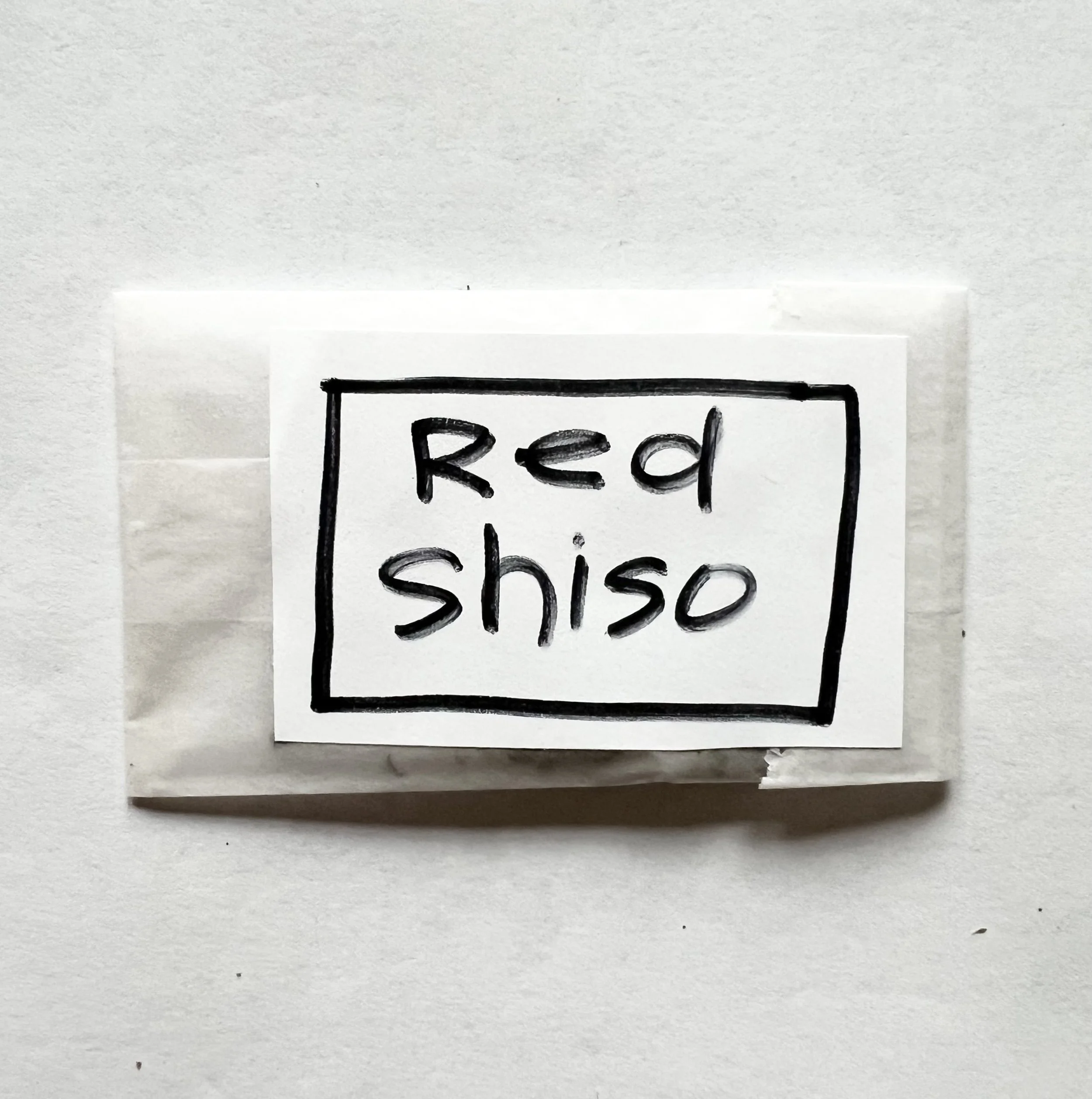 Organic Red Shiso seeds