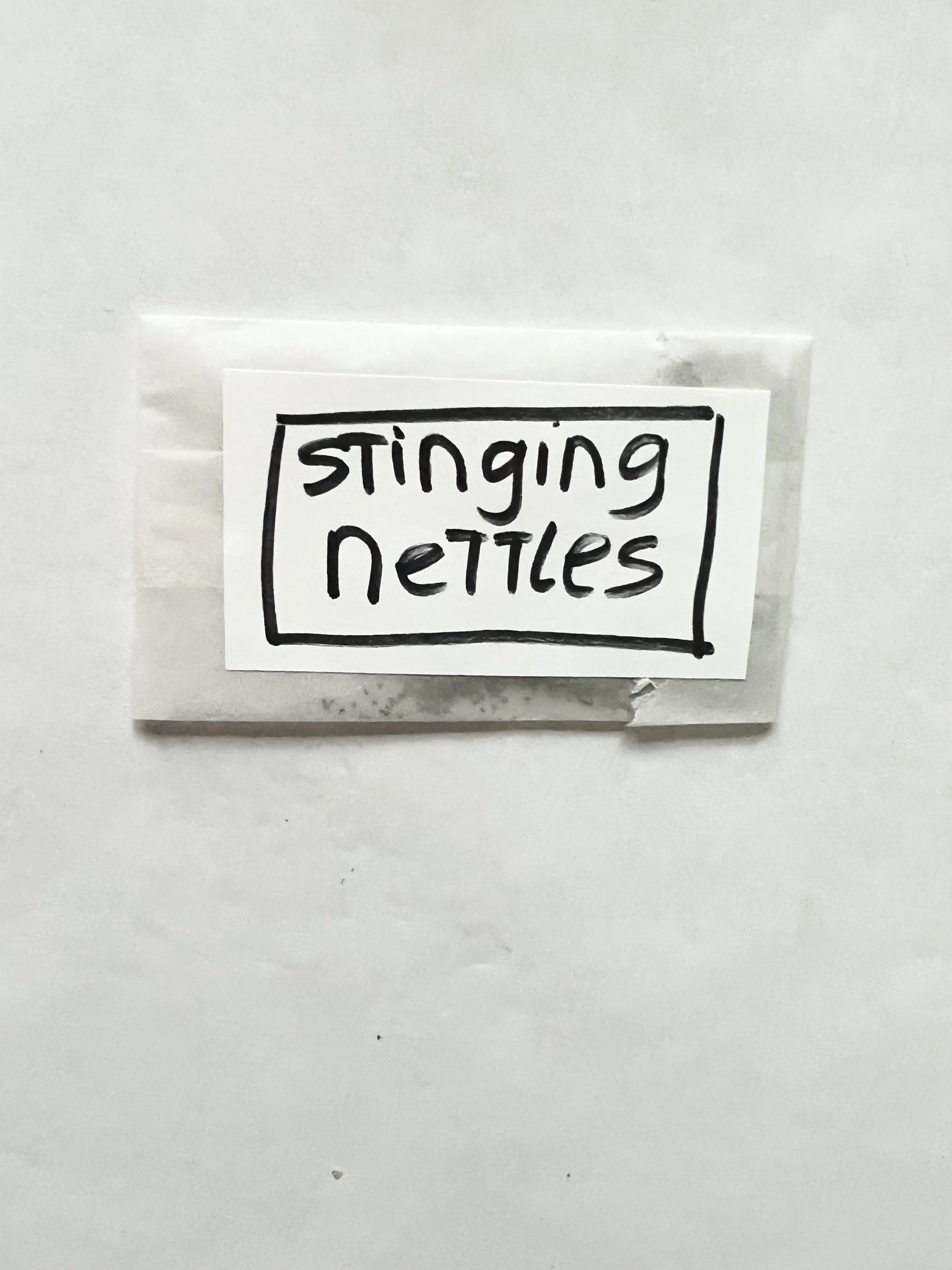 Organic Stinging Nettle seeds