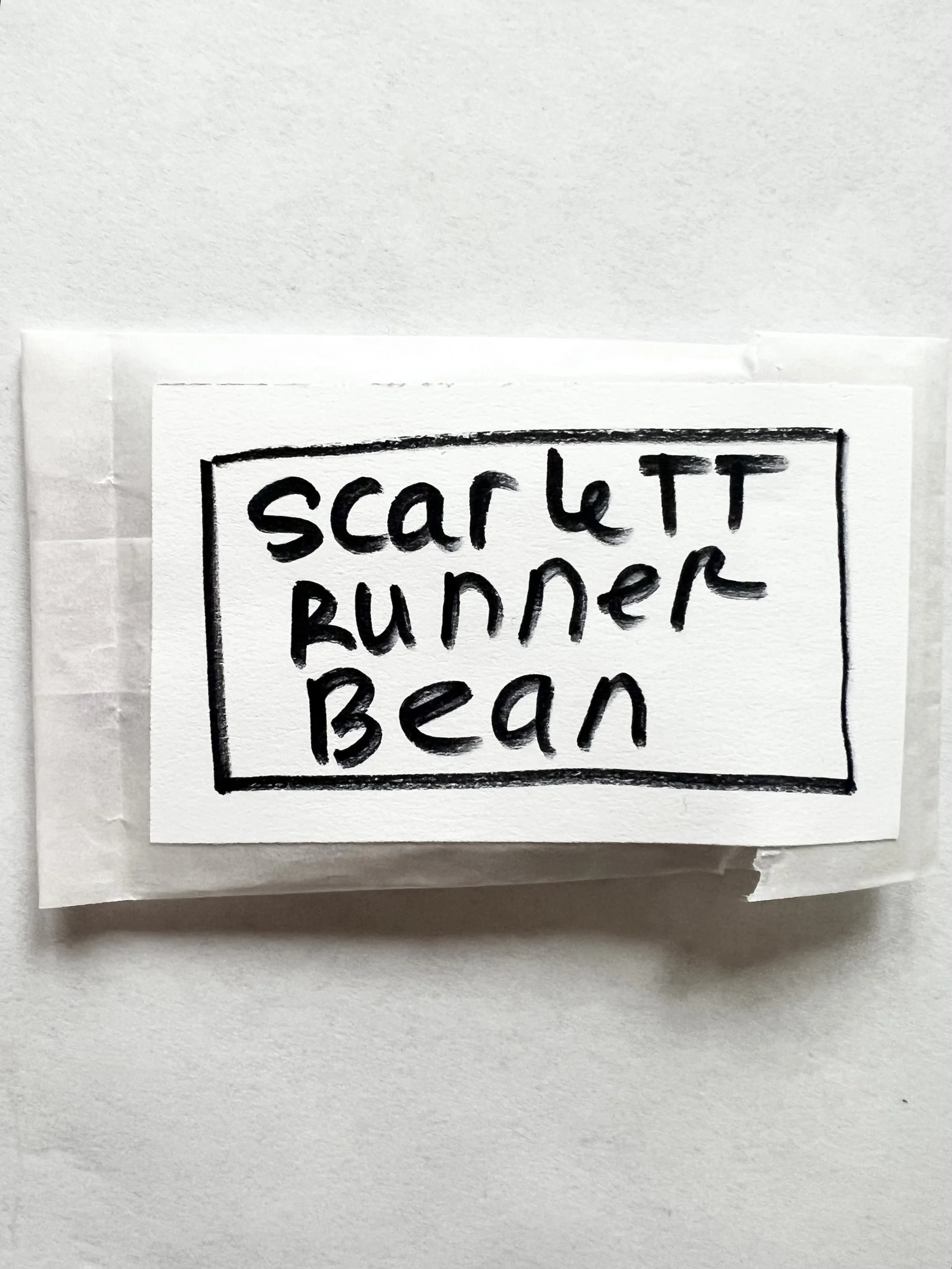 Organic Scarlett Runner Beans