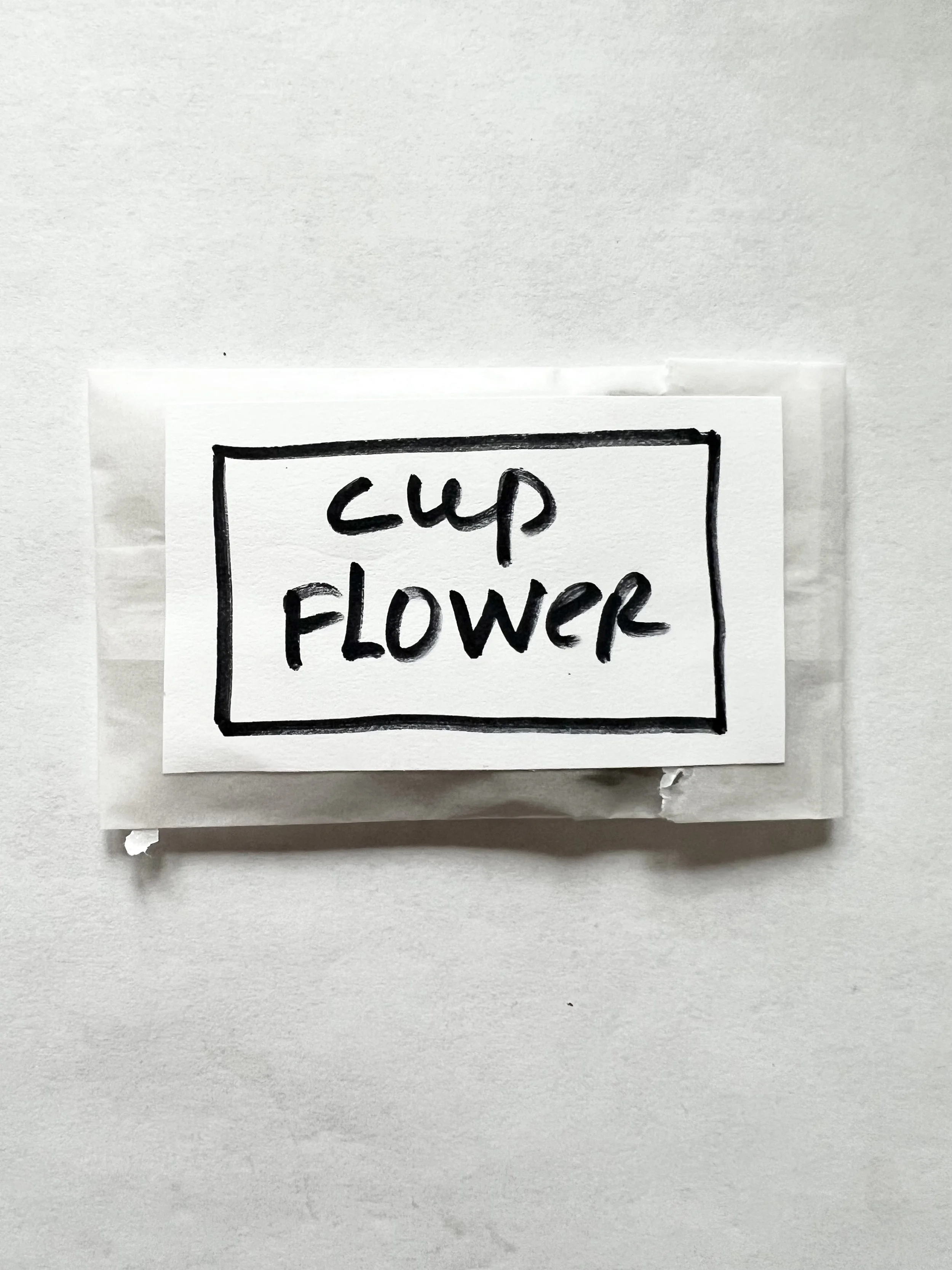 Organic Cupplant Flower seeds