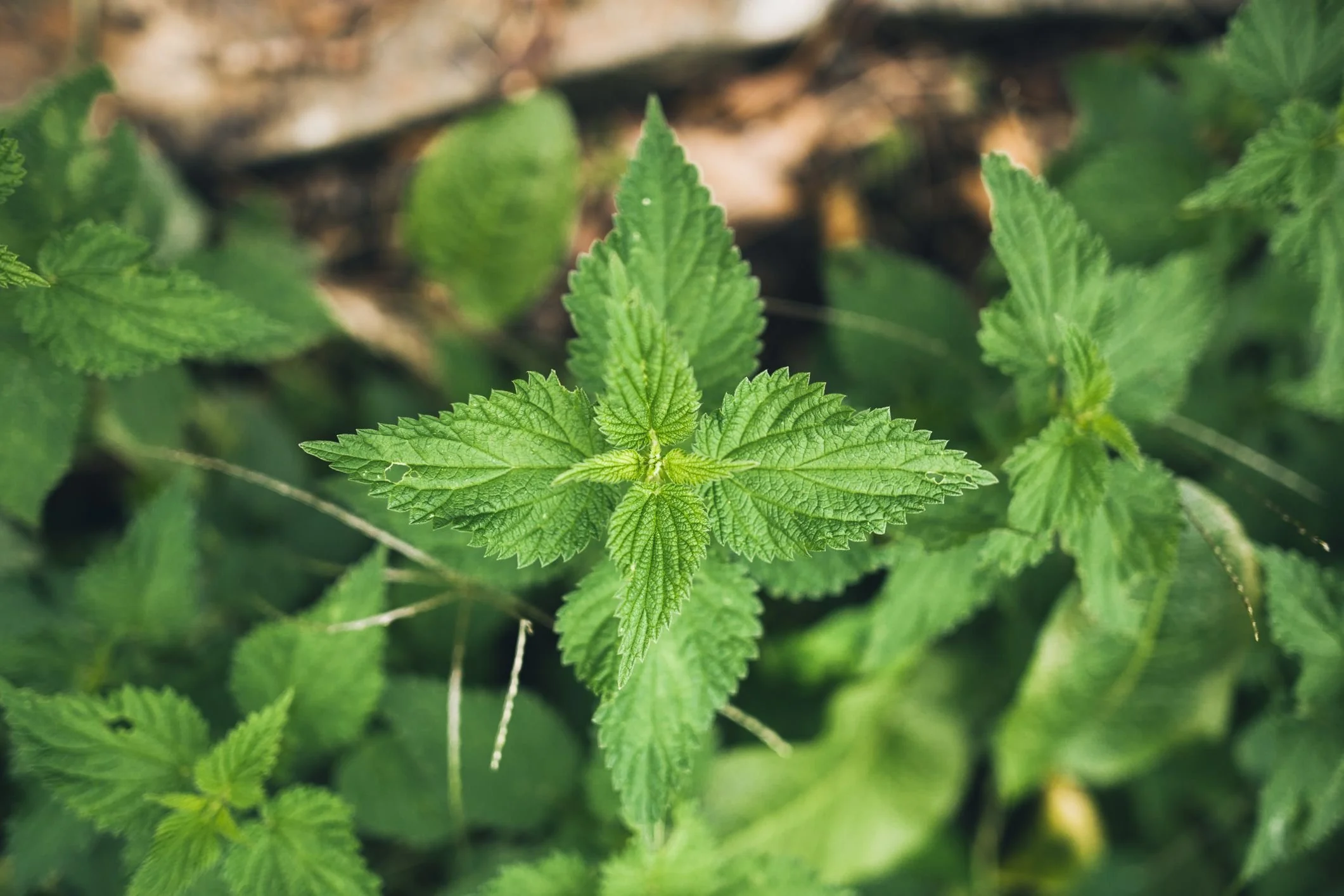Stingingnettle-GettyImages-615621454-b580b1c323974c40823313e1c8504ee0.jpg