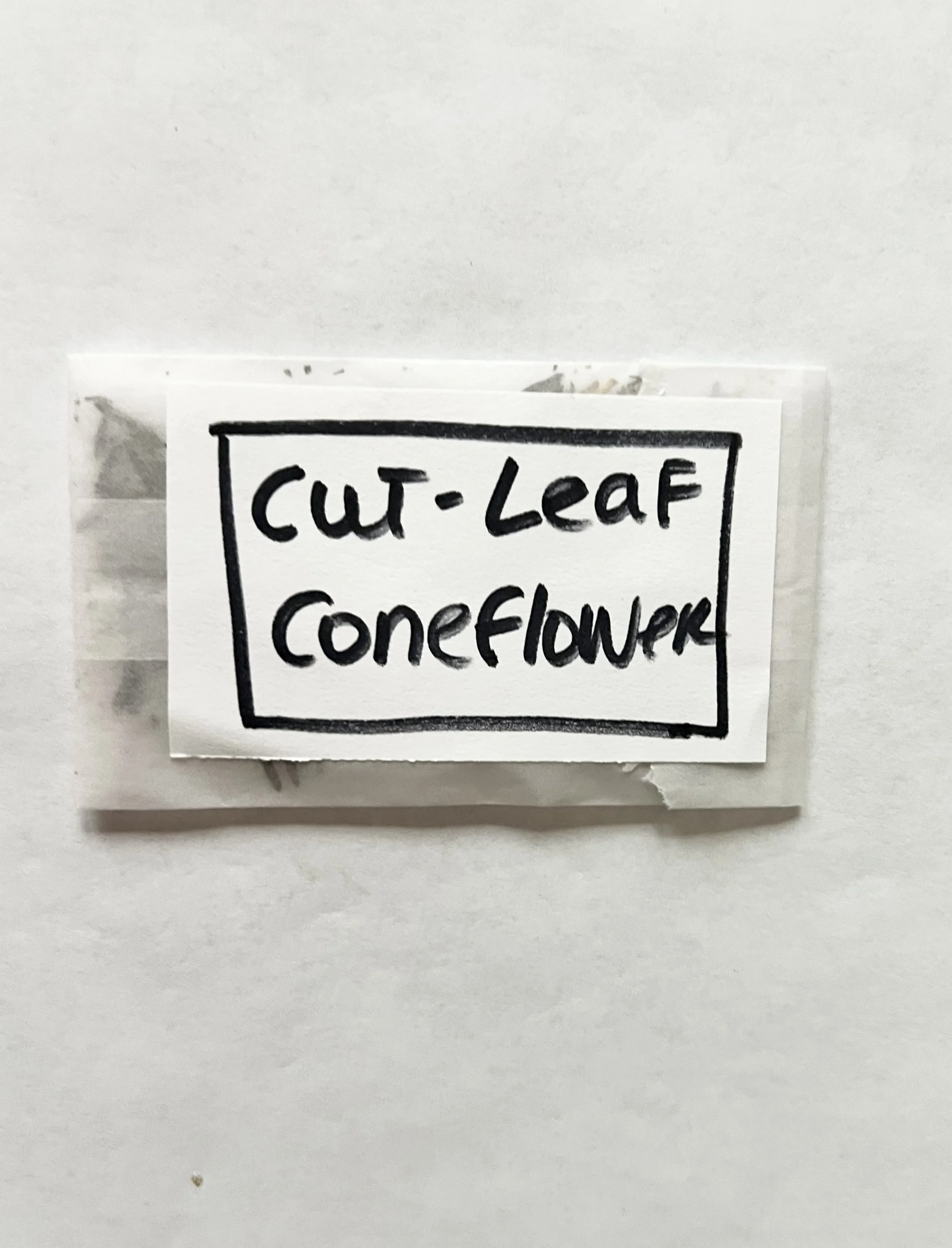 Organic Cut-Leaf Coneflower seeds