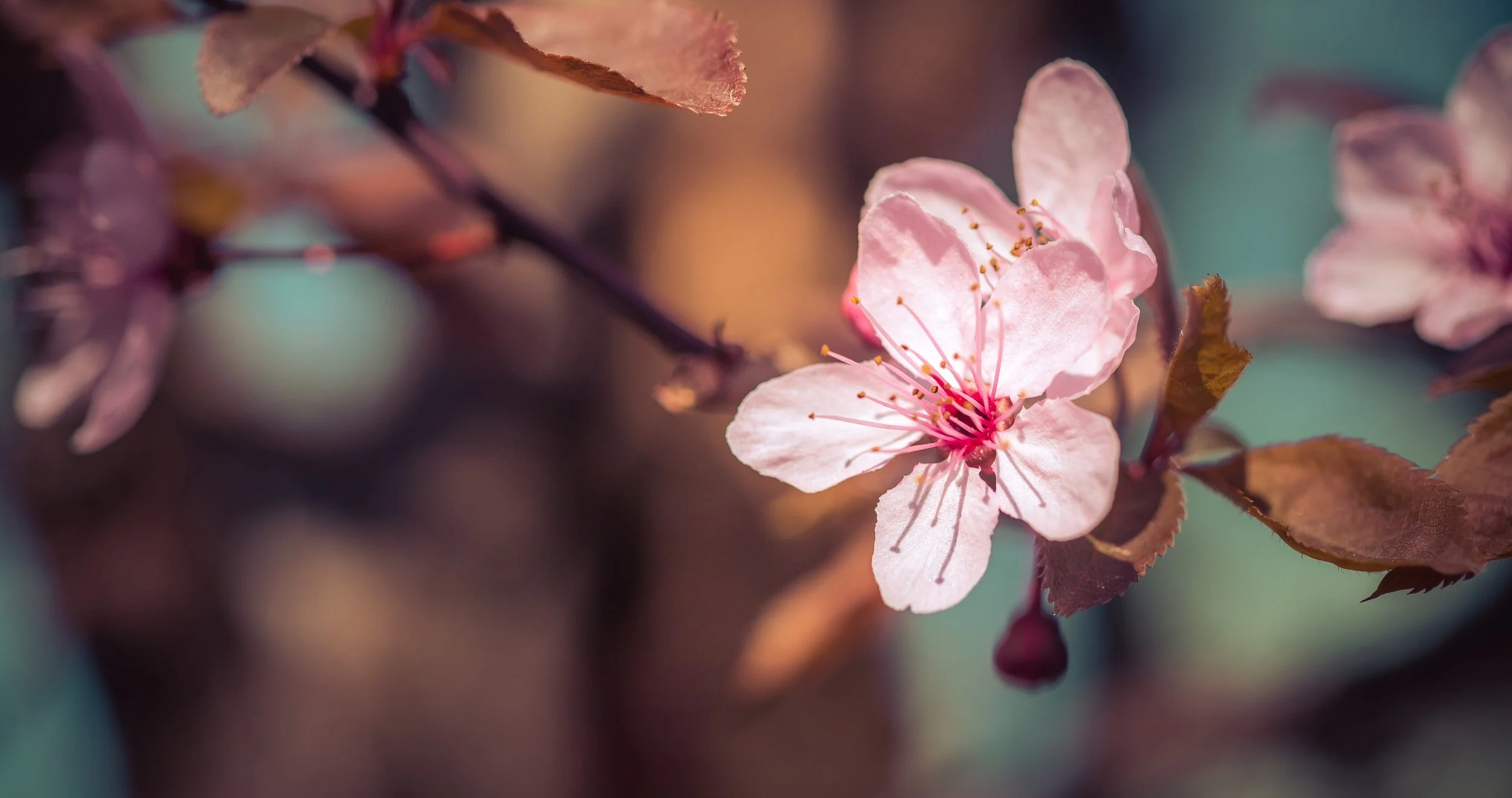 Blüte_Weiblichkeit_Natur.jpg