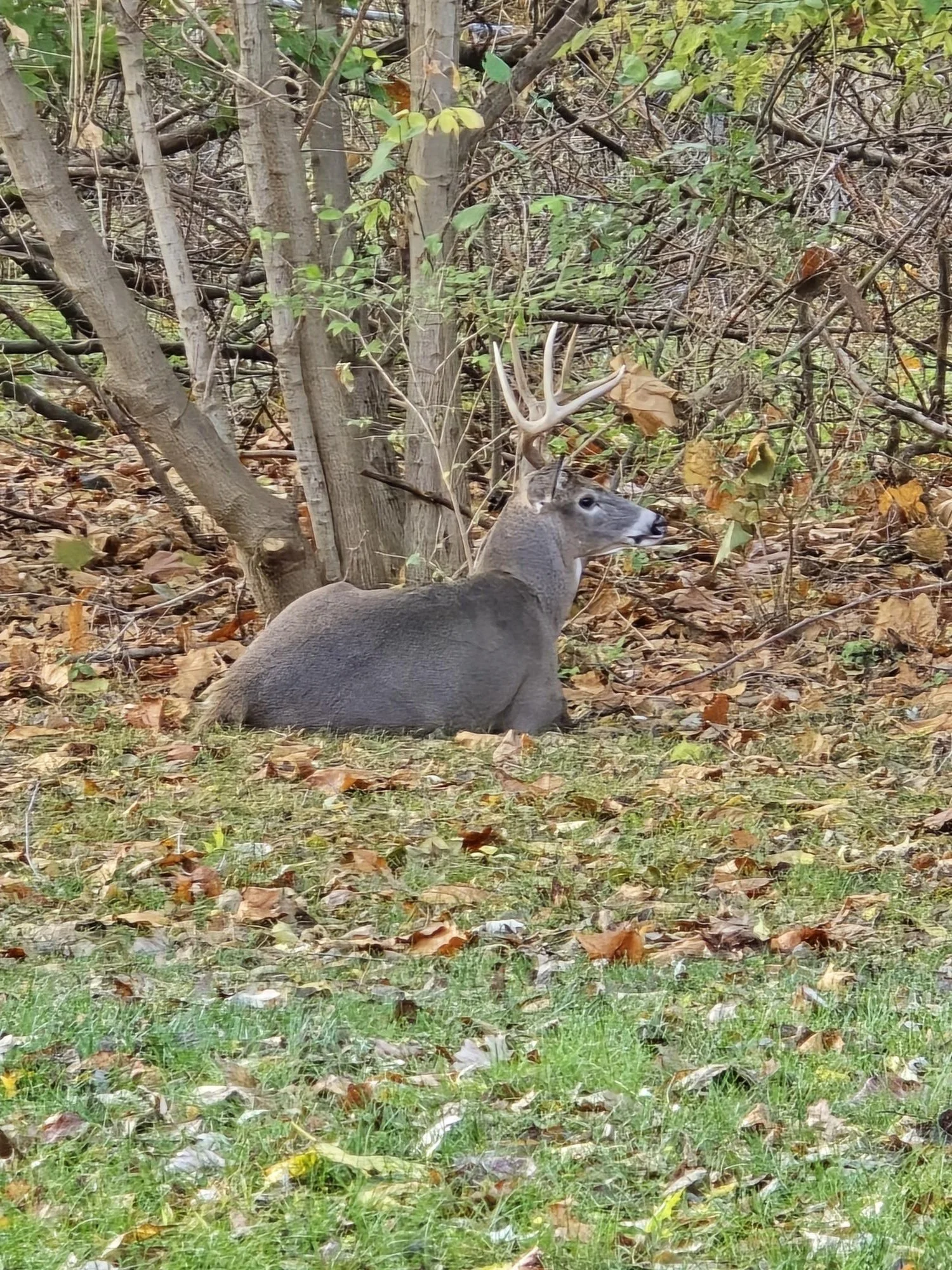 Deer on a fall day 2024.jpg