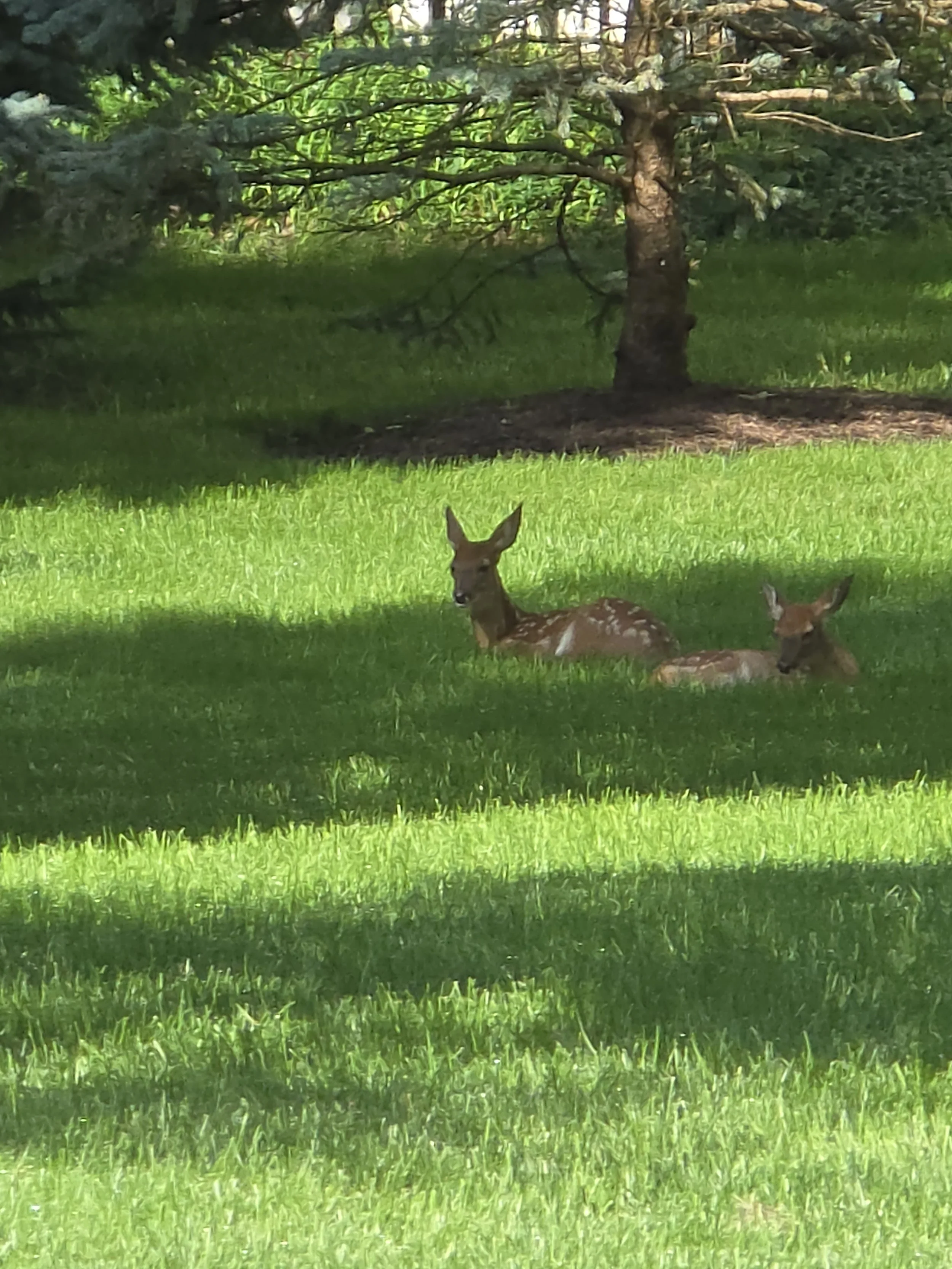 spring 2026 babies.jpg
