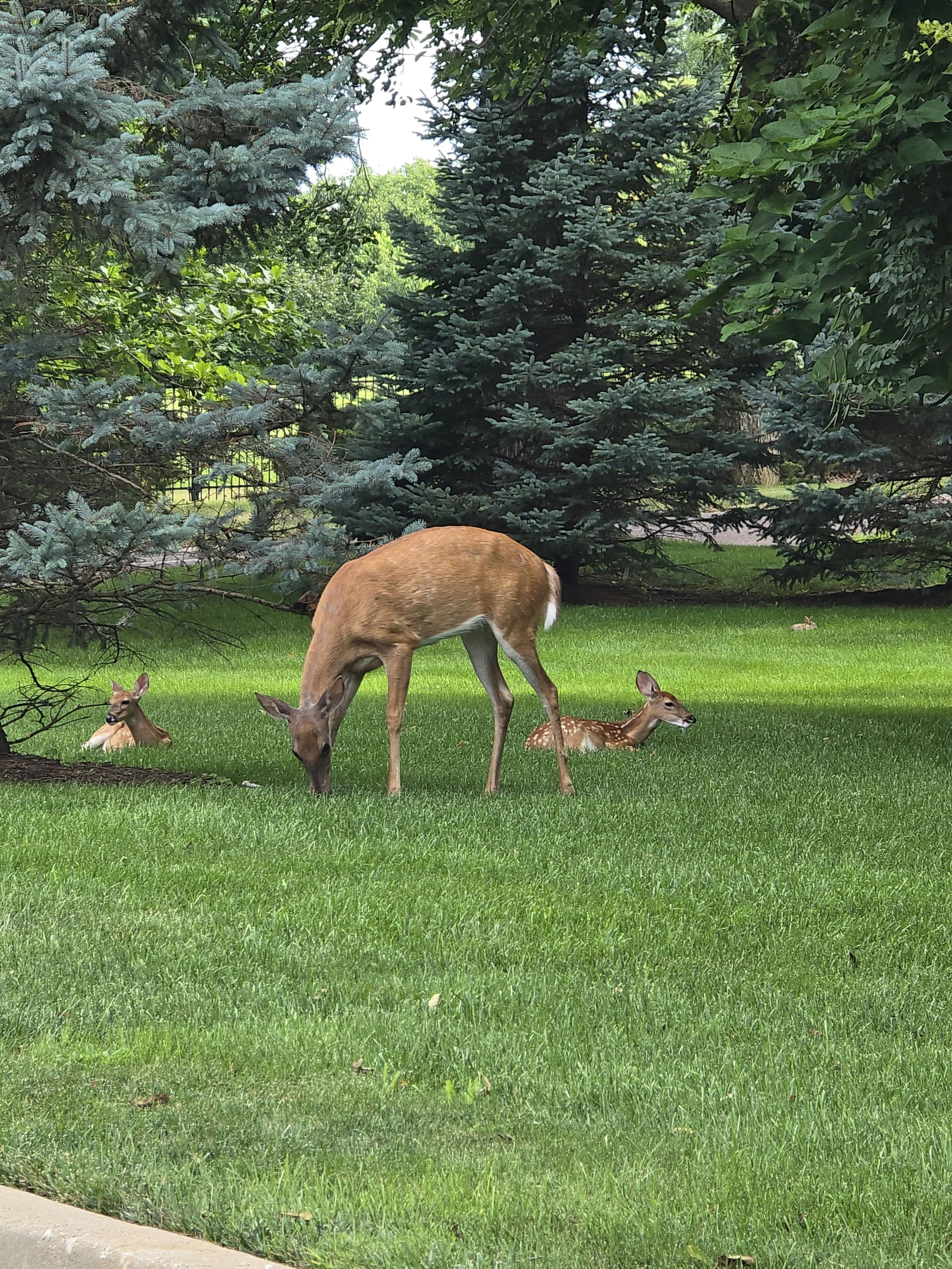 mama babies spring 2026.jpg